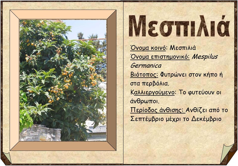 περβόλια. Καλλιεργούμενο: Το φυτεύουν οι άνθρωποι.