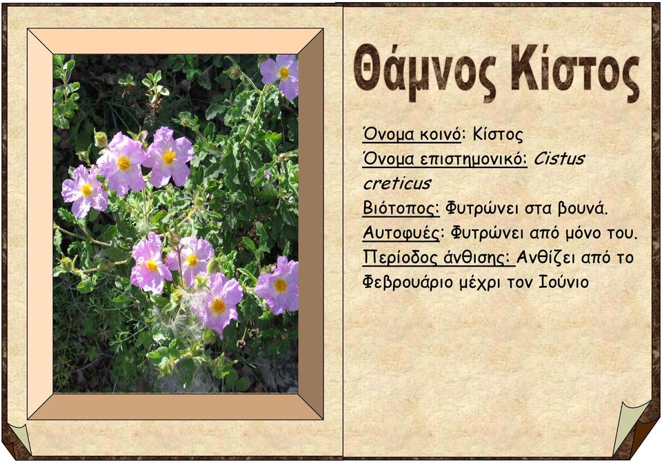 Αυτοφυές: Φυτρώνει από μόνο του.