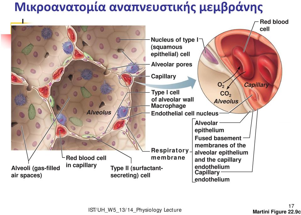 2 of alveolar wall Alveolus Macrophage Endothelial cell nucleus Respiratory membrane O 2 Alveolar epithelium Fused