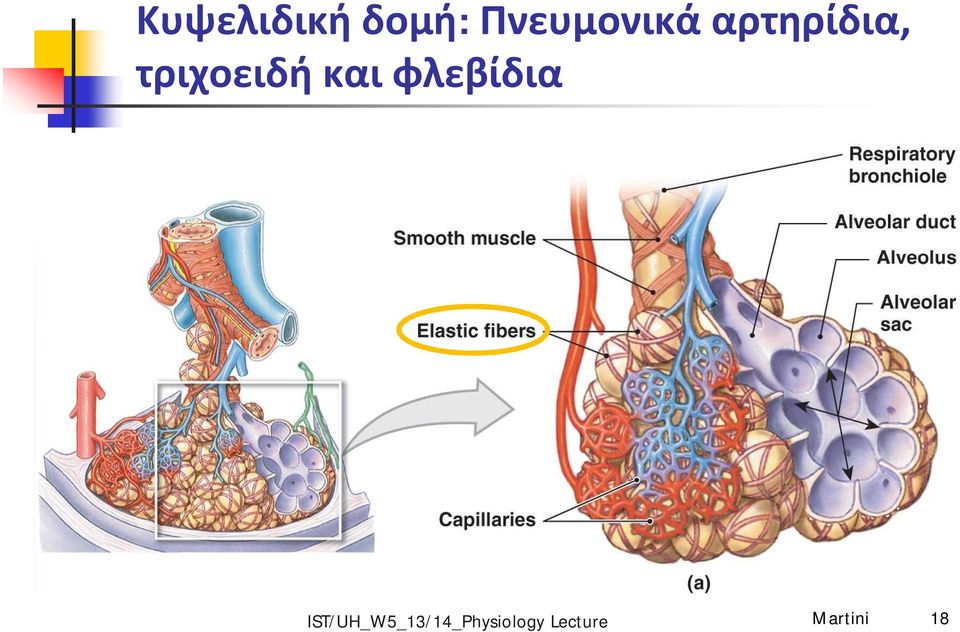 αρτηρίδια,