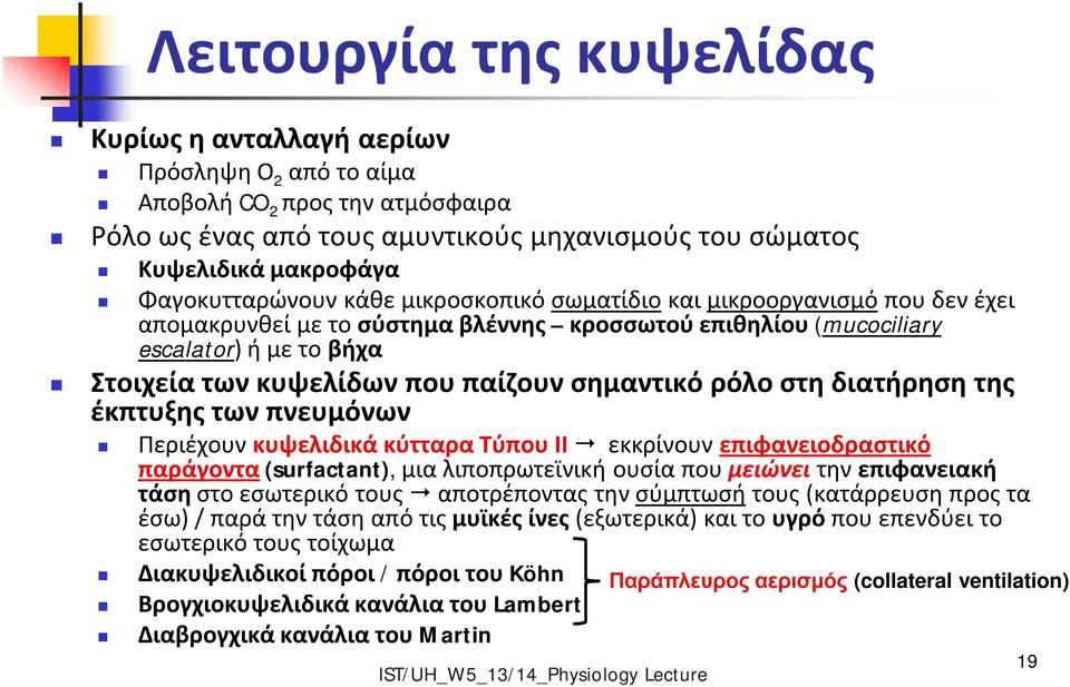 παίζουν σημαντικό ρόλο στη διατήρηση της έκπτυξης των πνευμόνων Περιέχουν κυψελιδικά κύτταρα Τύπου ΙΙ εκκρίνουν επιφανειοδραστικό παράγοντα (surfactant), μια λιποπρωτεϊνική ουσία που μειώνει την