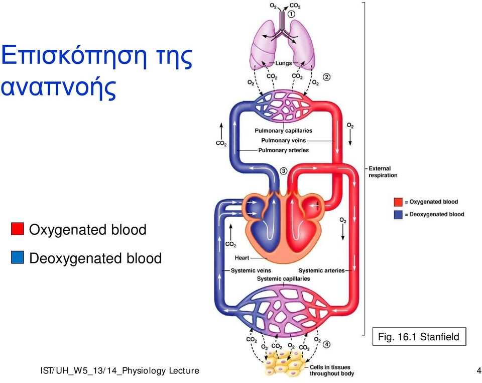 blood Deoxygenated