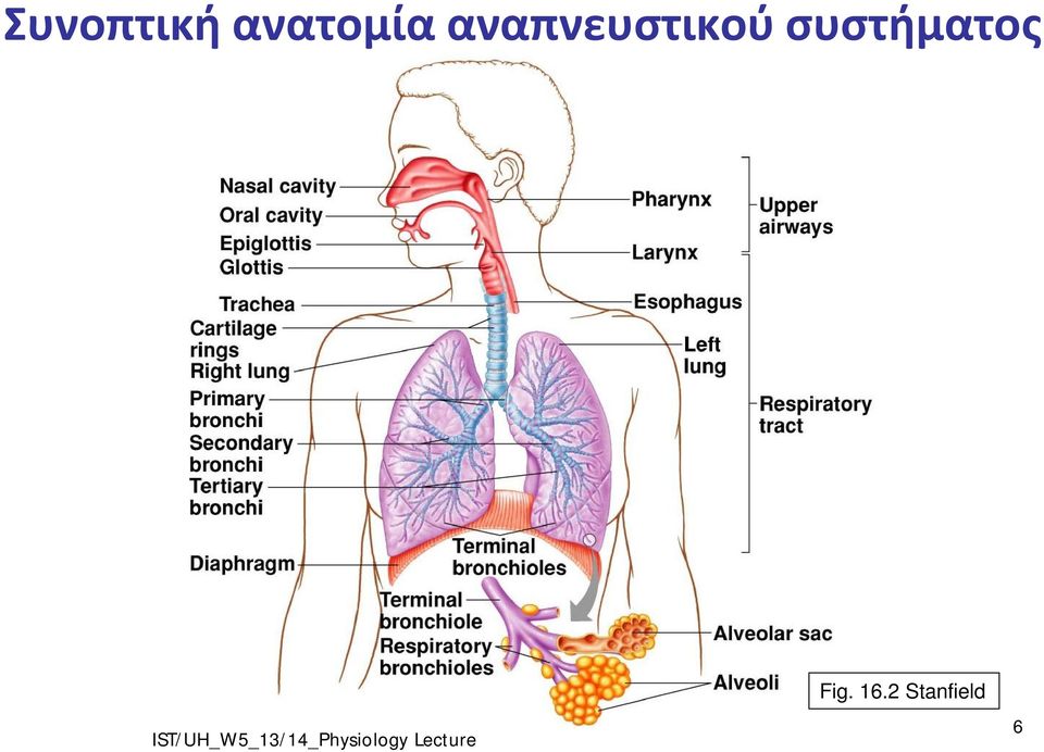 αναπνευστικού