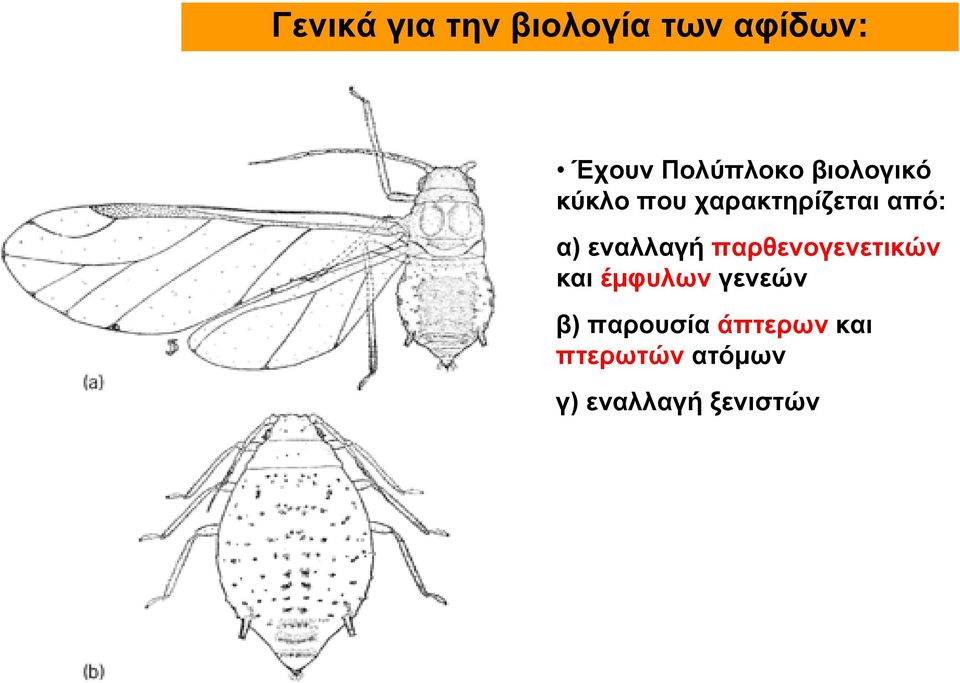 α) εναλλαγή παρθενογενετικών και έμφυλων γενεών