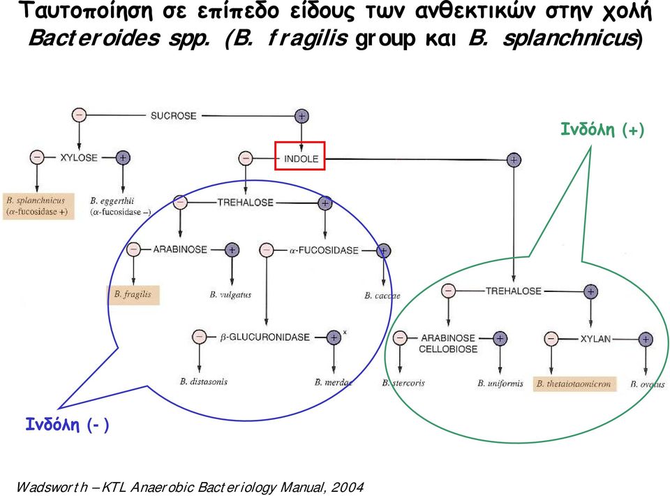 fragilis group και B.