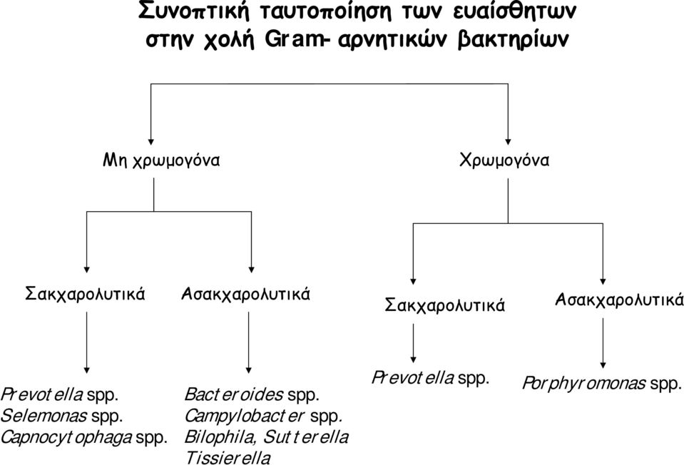 Ασακχαρολυτικά Prevotella spp. Selemonas spp. Capnocytophaga spp.