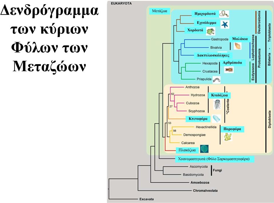 Δακτυλιοσκώληκες Αρθρόποδα Κνιδόζωα Κτενοφόρα