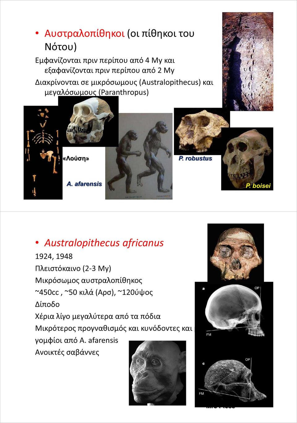 boisei Australopithecus africanus 1924, 1948 Πλειστόκαινο (2-3 Μy) Μικρόσωμος αυστραλοπίθηκος ~450cc, ~50 κιλά (Αρσ), ~120ύψος