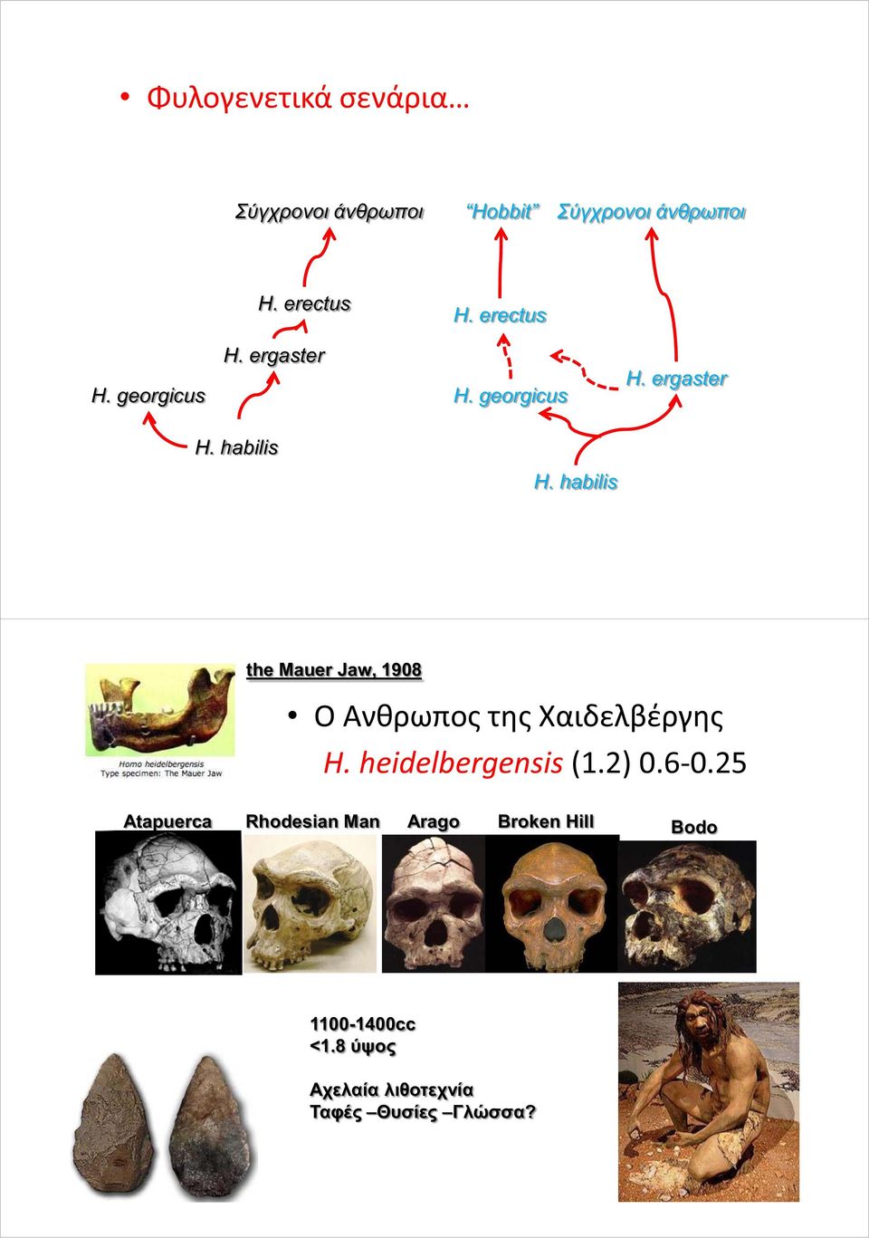 habilis the Mauer Jaw, 1908 O Ανθρωπος της Χαιδελβέργης H. heidelbergensis (1.2) 0.6-0.