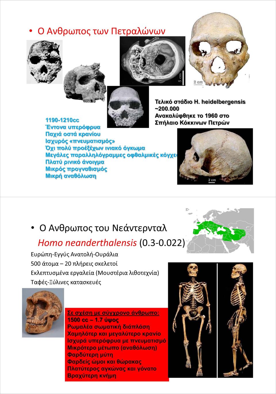 οφθαλμικές κόγχες Πλατύ ρινικό άνοιγμα Μικρός προγναθισμός Μικρή αναθόλωση Ο Ανθρωπος του Νεάντερνταλ Homo neanderthalensis (0.3-0.