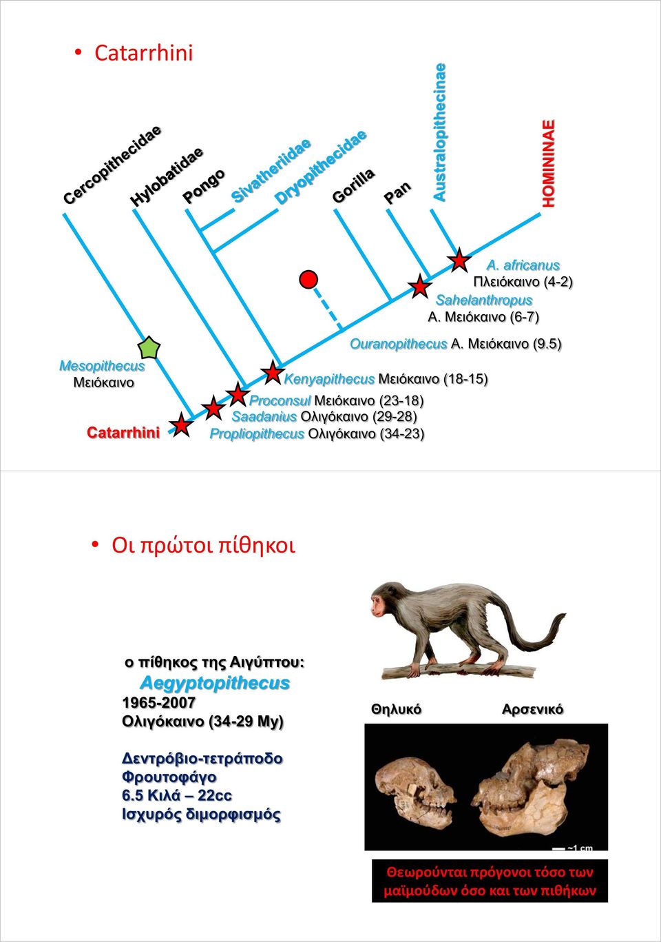 5) Kenyapithecus Μειόκαινο (18-15) Proconsul Μειόκαινο (23-18) 1 ) Saadanius Ολιγόκαινο (29-28) Propliopithecus Oλιγόκαινο (34-23)