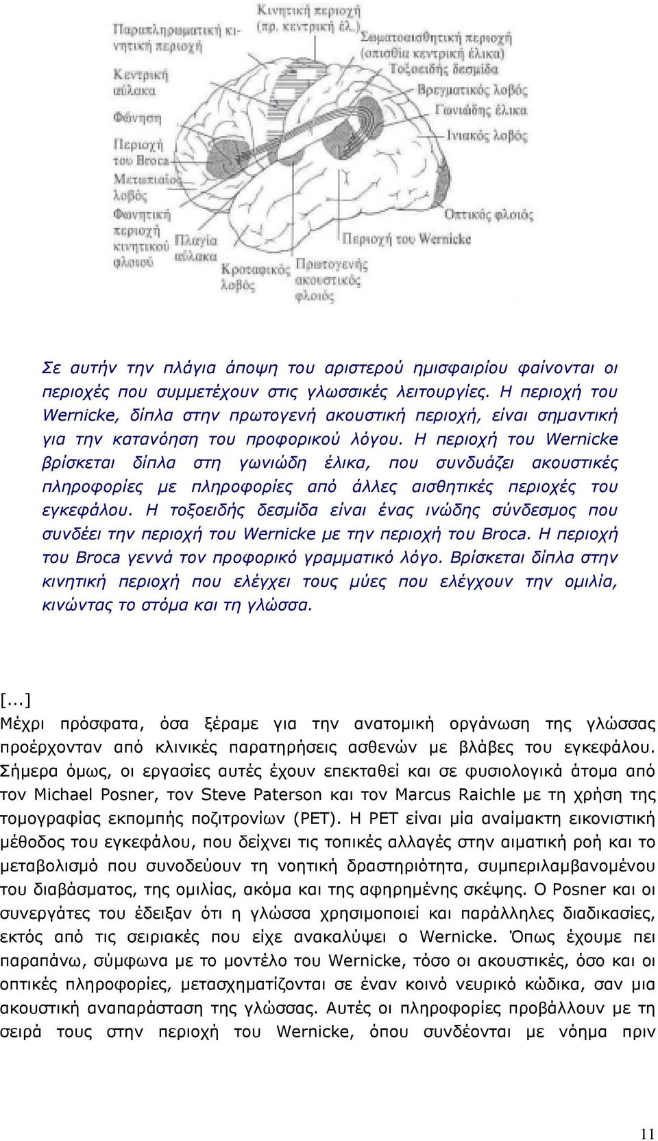 H περιοχή του Wernicke βρίσκεται δίπλα στη γωνιώδη έλικα, που συνδυάζει ακουστικές πληροφορίες µε πληροφορίες από άλλες αισθητικές περιοχές του εγκεφάλου.