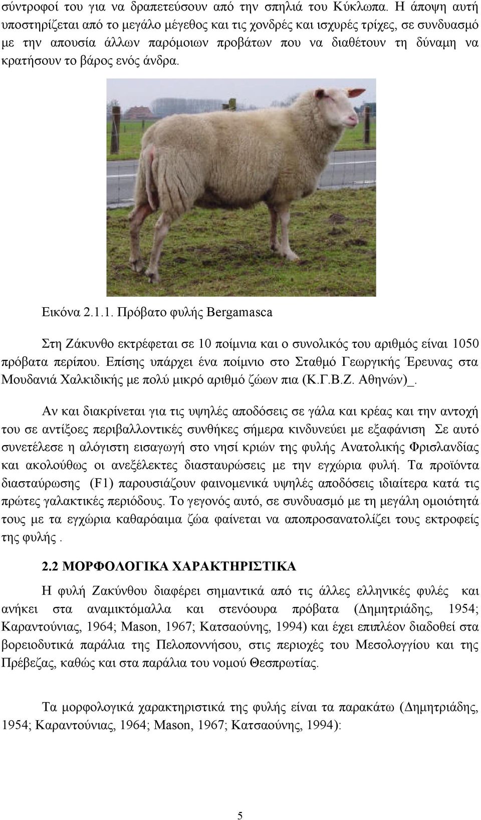 Εικόνα 2... Πρόβατο φυλής Bergamasca Στη Ζάκυνθο εκτρέφεται σε 0 ποίμνια και ο συνολικός του αριθμός είναι 050 πρόβατα περίπου.