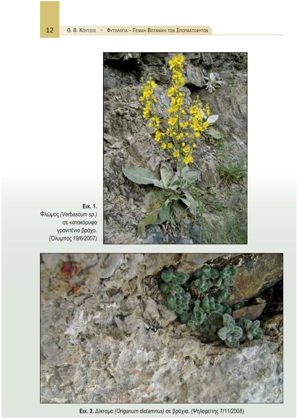 Εικ. 1. Φλώμος (Verbascum sp.