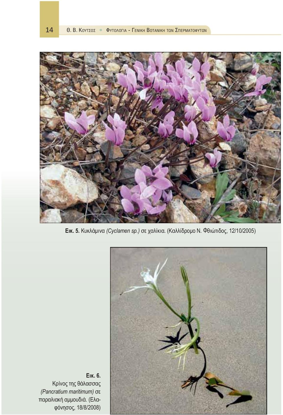 Κυκλάμινα (Cyclamen sp.) σε χαλίκια. (Καλλίδρομο Ν.