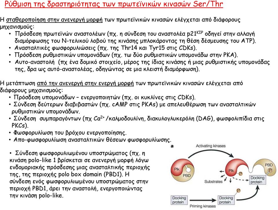 της Thr14 και Tyr15 στις CDKs). Πρόσδεση ρυθμιστικών υπομονάδων (πχ. τω δύο ρυθμιστικών υπομονάδω στην ΡΚΑ).