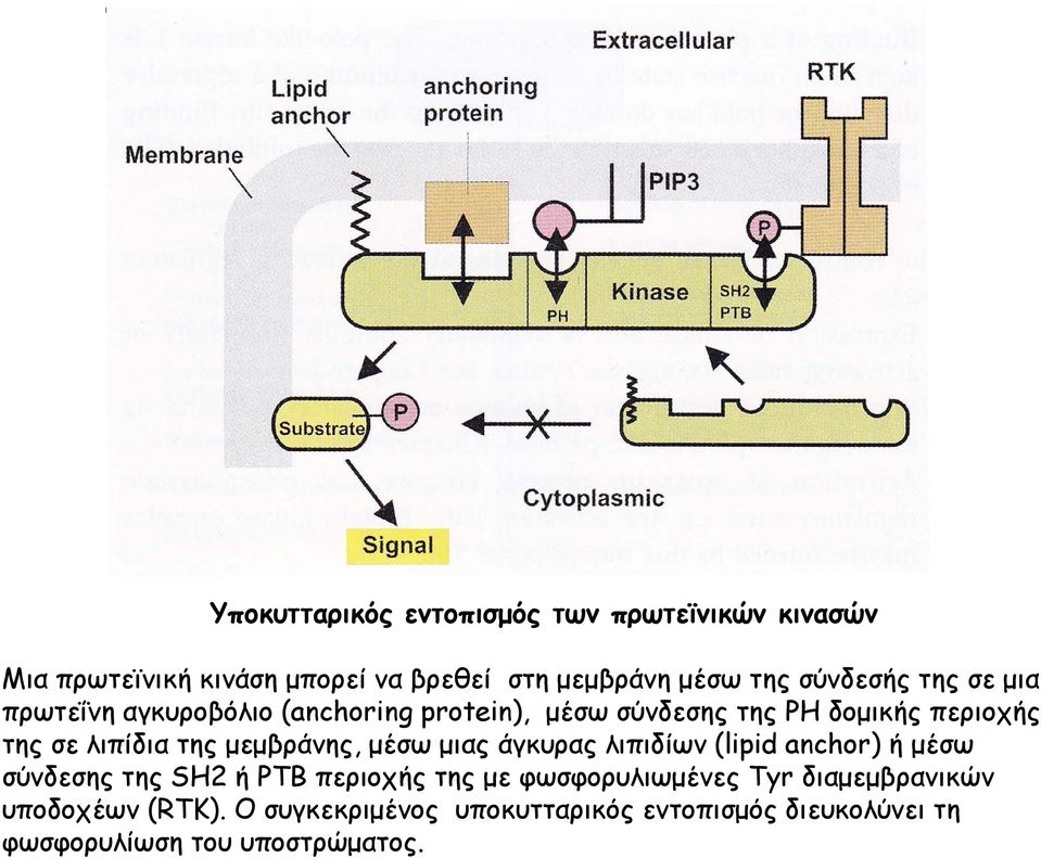 της μεμβράνης, μέσω μιας άγκυρας λιπιδίων (lipid anchor) ή μέσω σύνδεσης ύδ της SH2 ή PTB περιοχής της με