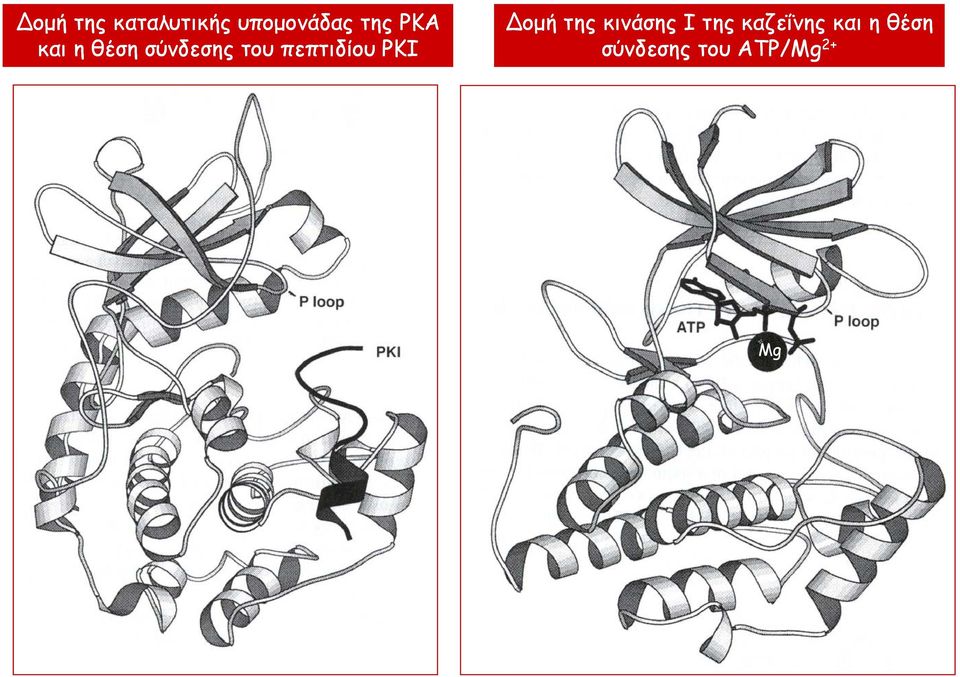πεπτιδίου PKI Δομή της κινάσης I της