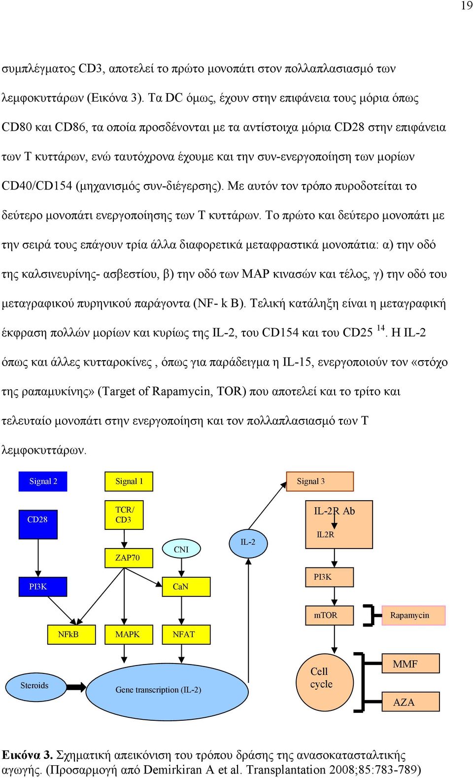 µορίων CD40/CD154 (µηχανισµός συν-διέγερσης). Με αυτόν τον τρόπο πυροδοτείται το δεύτερο µονοπάτι ενεργοποίησης των Τ κυττάρων.