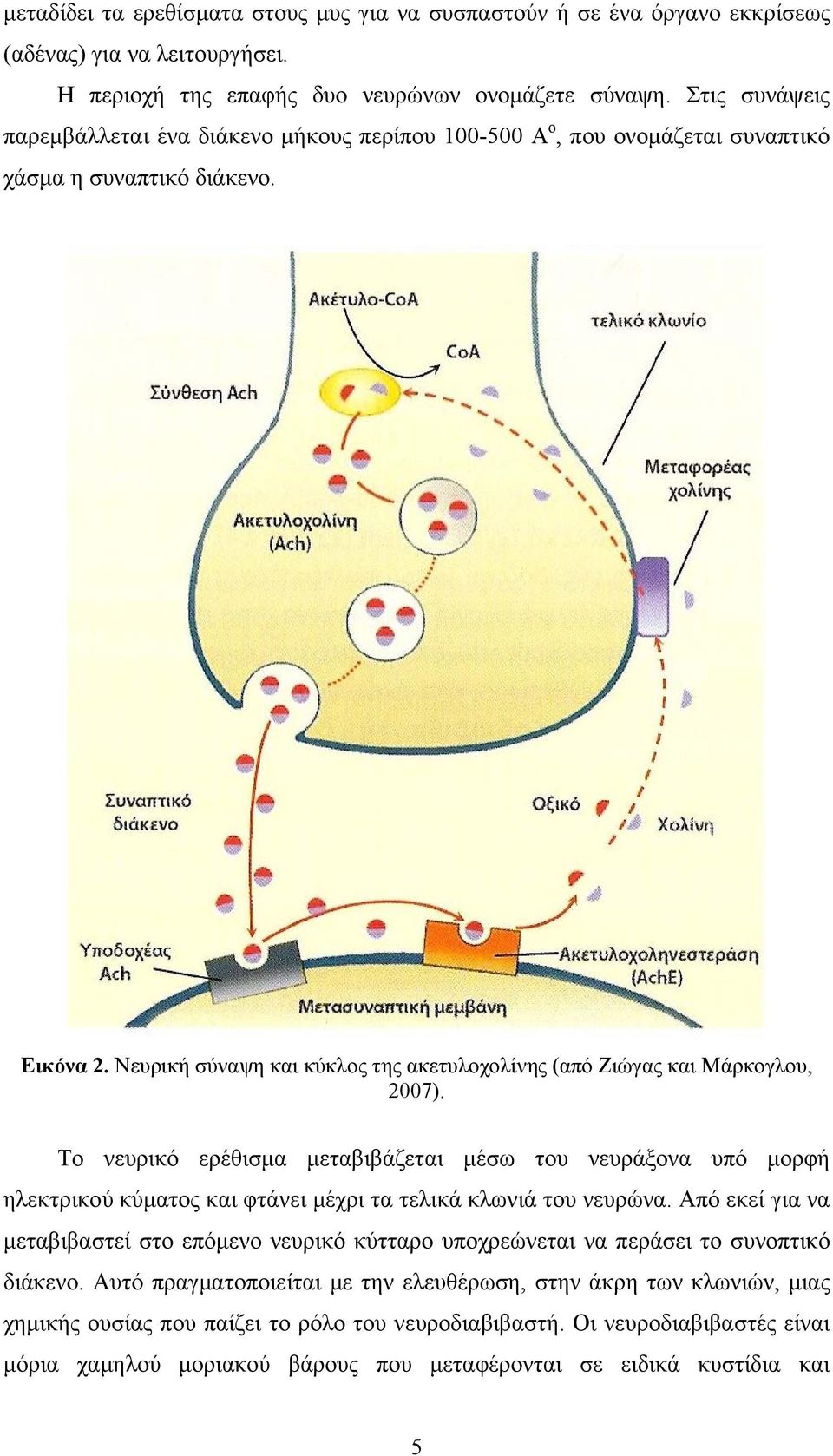 Νευρική σύναψη και κύκλος της ακετυλοχολίνης (από Ζιώγας και Μάρκογλου, 2007).