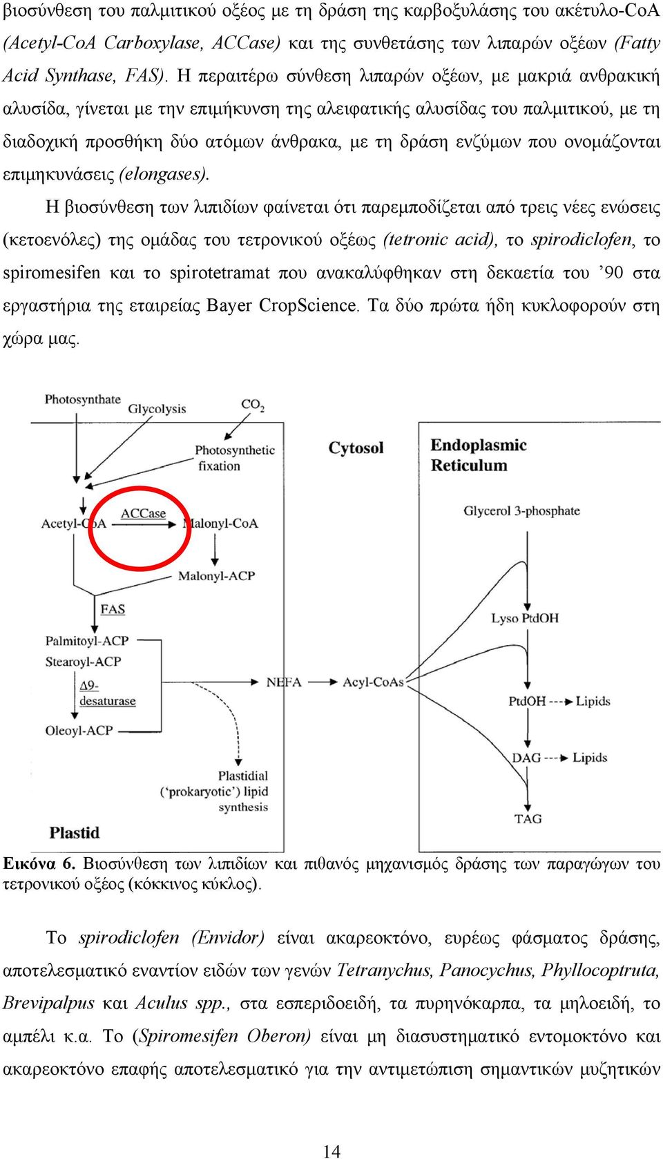 ονομάζονται επιμηκυνάσεις (elongases).