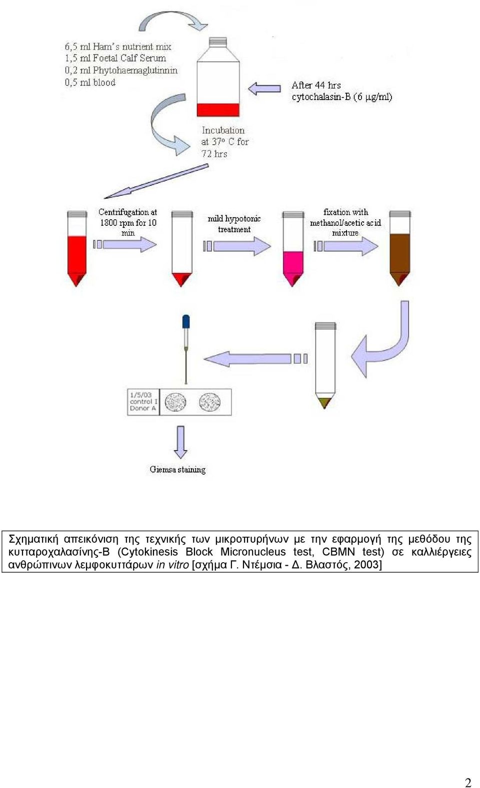 Block Micronucleus test, CBΜΝ test) σε καλλιέργειες