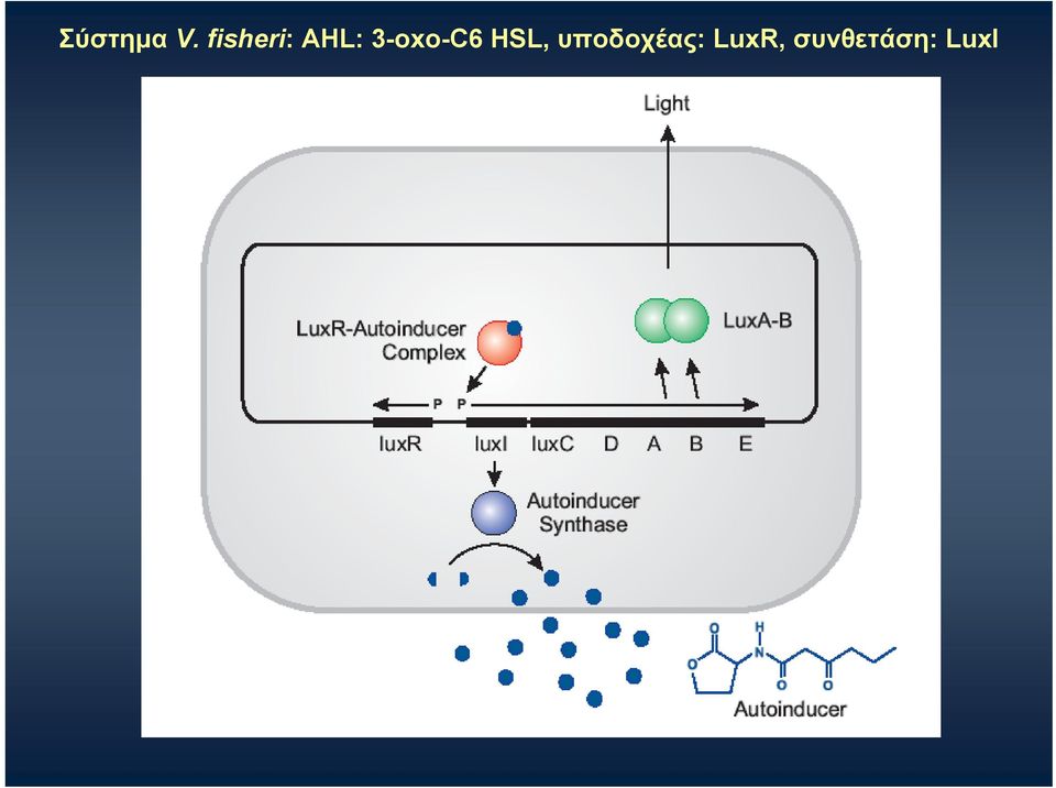 3-oxo-C6 HSL,