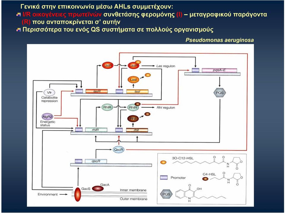 μεταγραφικού παράγοντα (R) που ανταποκρίνεται σ αυτήν