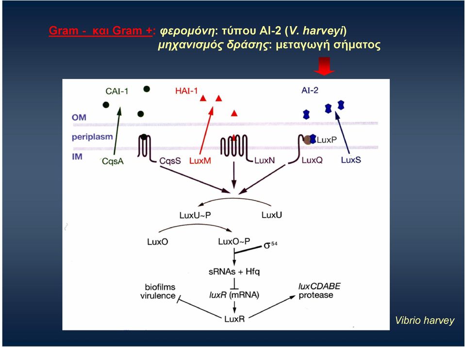 harveyi) μηχανισμός