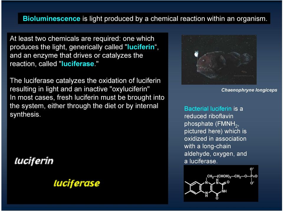 "luciferase.