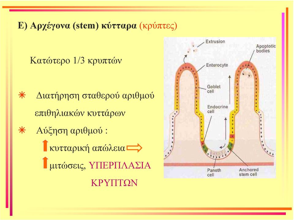 αριθµού επιθηλιακών κυττάρων Αύξηση