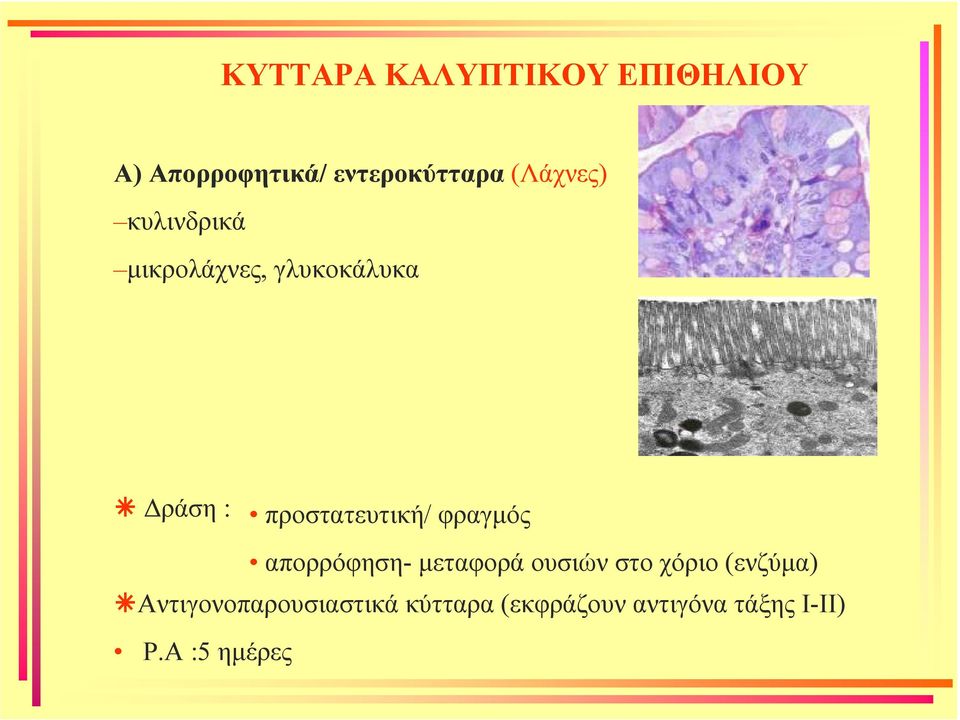 προστατευτική/ φραγµός απορρόφηση- µεταφορά ουσιών στο χόριο