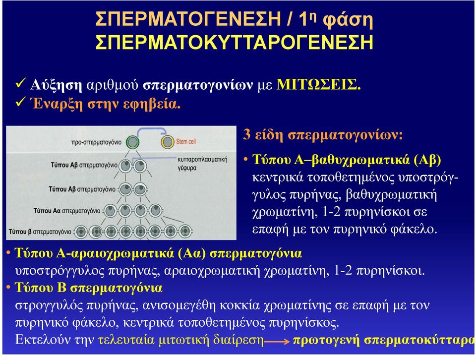 τον πυρηνικό φάκελο. Τύπου Α-αραιοχρωματικά (Αα) σπερματογόνια υποστρόγγυλος πυρήνας, αραιοχρωματική χρωματίνη, 1-2 πυρηνίσκοι.