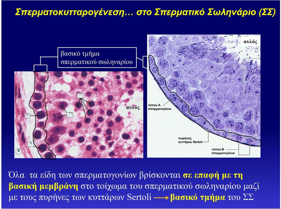 βρίσκονται σε επαφή με τη βασική μεμβράνη στο τοίχωμα του