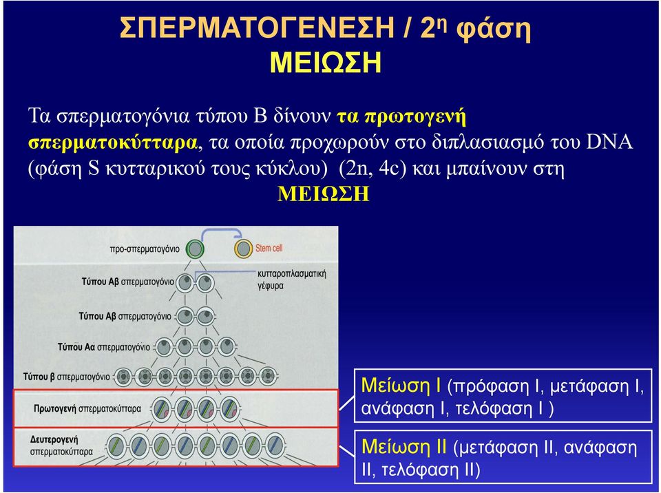 S κυτταρικού τους κύκλου) (2n, 4c) και μπαίνουν στη ΜΕΙΩΣΗ Μείωση Ι (πρόφαση