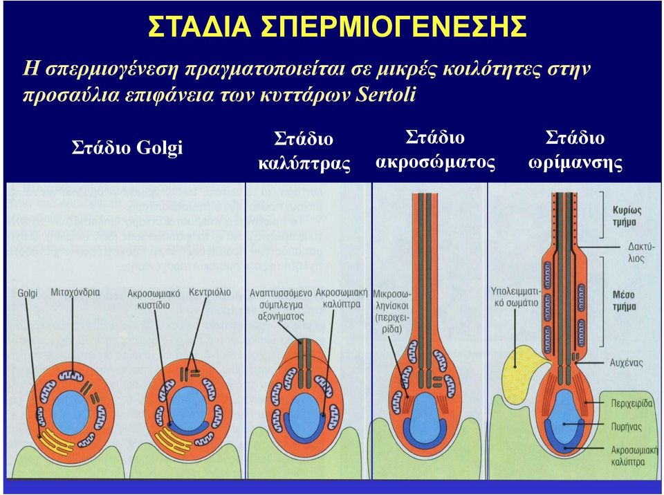 προσαύλια επιφάνεια των κυττάρων Sertoli