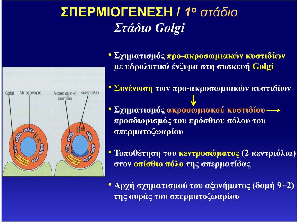 κυστιδίου προσδιορισμός του πρόσθιου πόλου του σπερματοζωαρίου Τοποθέτηση του κεντροσώματος (2