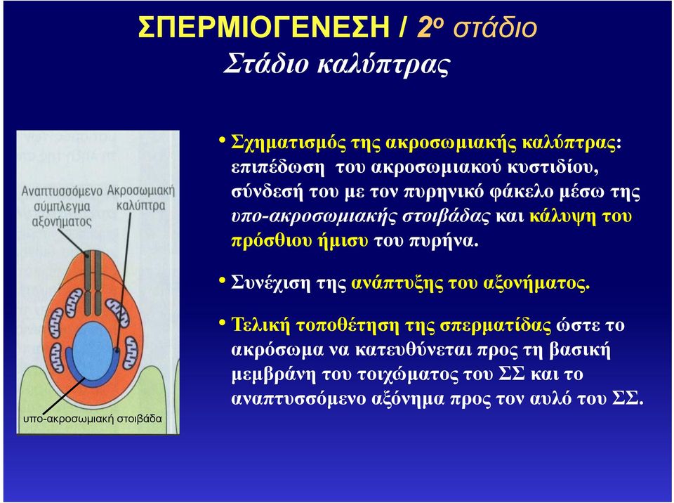 πυρήνα. Συνέχιση της ανάπτυξης του αξονήματος.