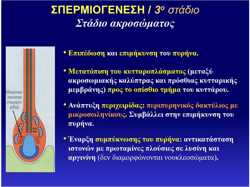 του κυττάρου. Ανάπτυξη περιχειρίδας: περιπυρηνικός δακτύλιος με μικροσωληνίκους. ους. Συμβάλλει στην επιμήκυνση του πυρήνα.