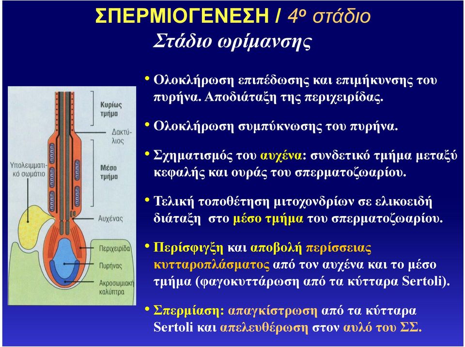 Τελική τοποθέτηση μιτοχονδρίων σε ελικοειδή διάταξη στο μέσο τμήμα του σπερματοζωαρίου.