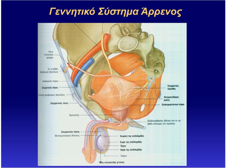 Άρρενος