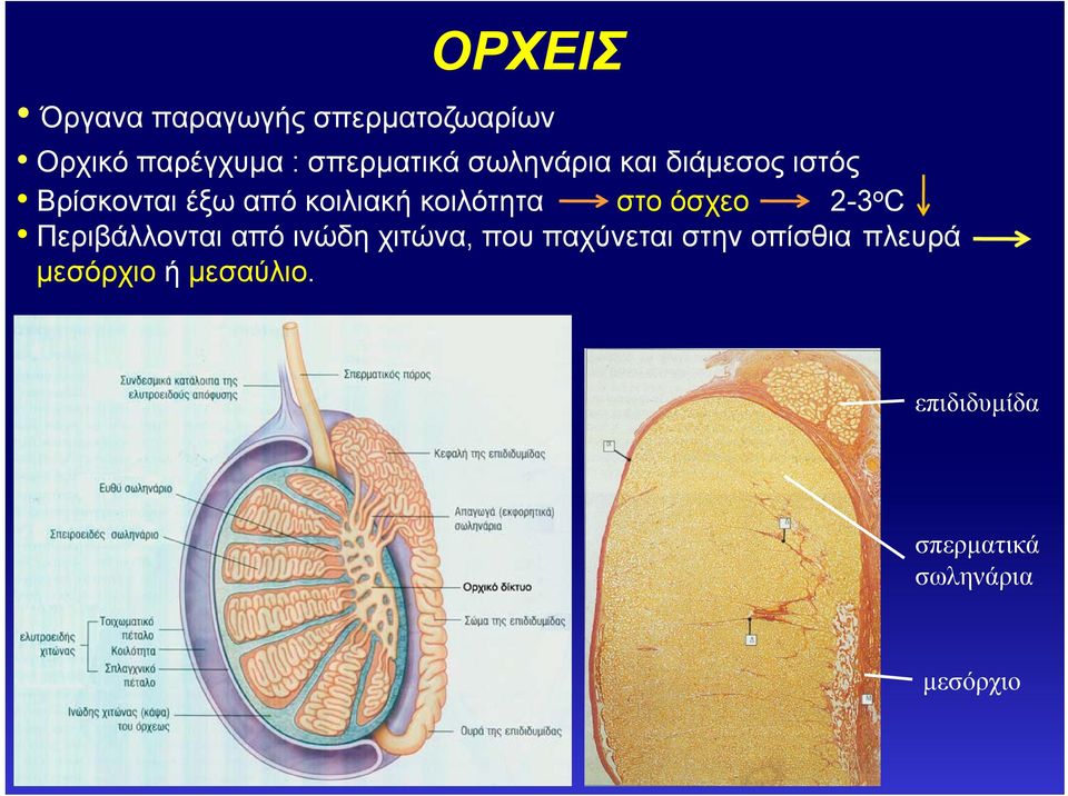 όσχεο 2-3 ο C Περιβάλλονται από ινώδη χιτώνα, που παχύνεται στην