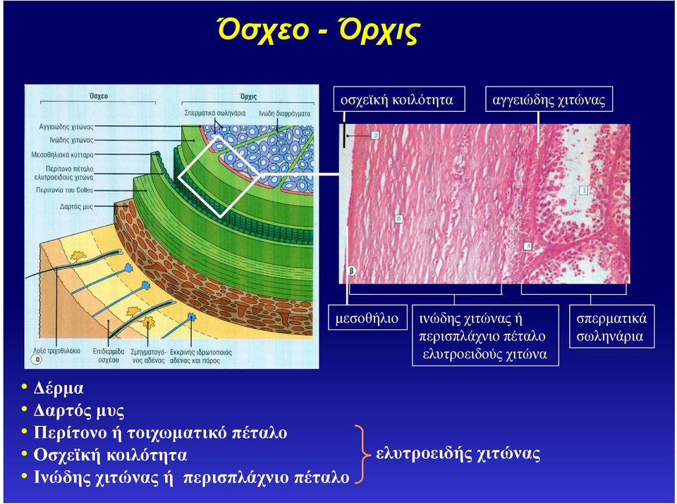 ελυτροειδούς χιτώνα Δέρμα Δαρτός μυς Περίτονο ή τοιχωματικό