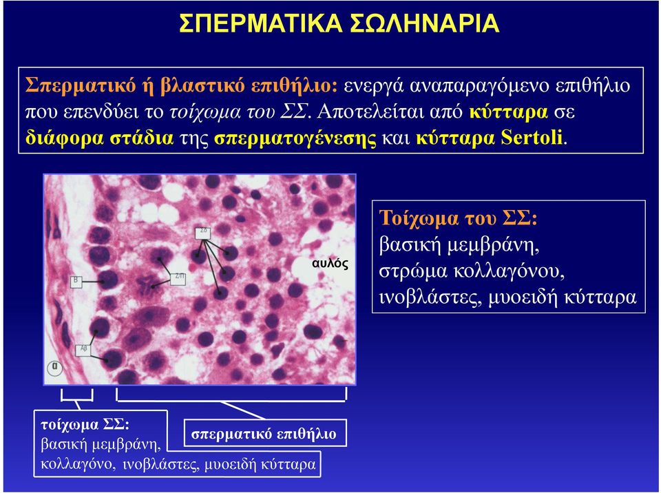 Αποτελείται από κύτταρα σε διάφορα στάδια της σπερματογένεσης και κύτταρα Sertoli.