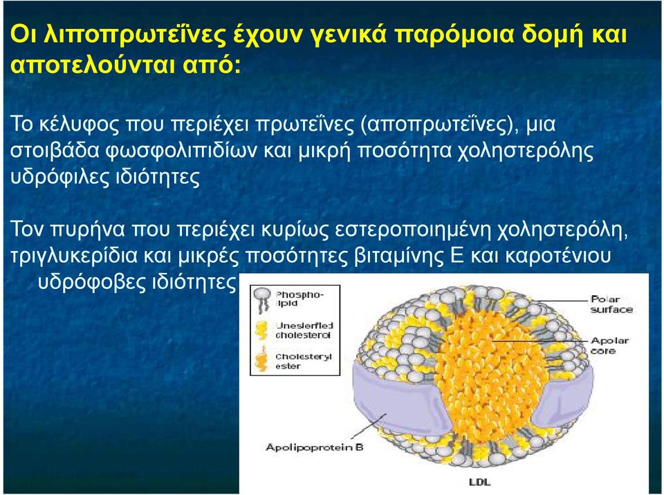 χοληστερόλης υδρόφιλες ιδιότητες Τον πυρήνα που περιέχει κυρίως εστεροποιημένη