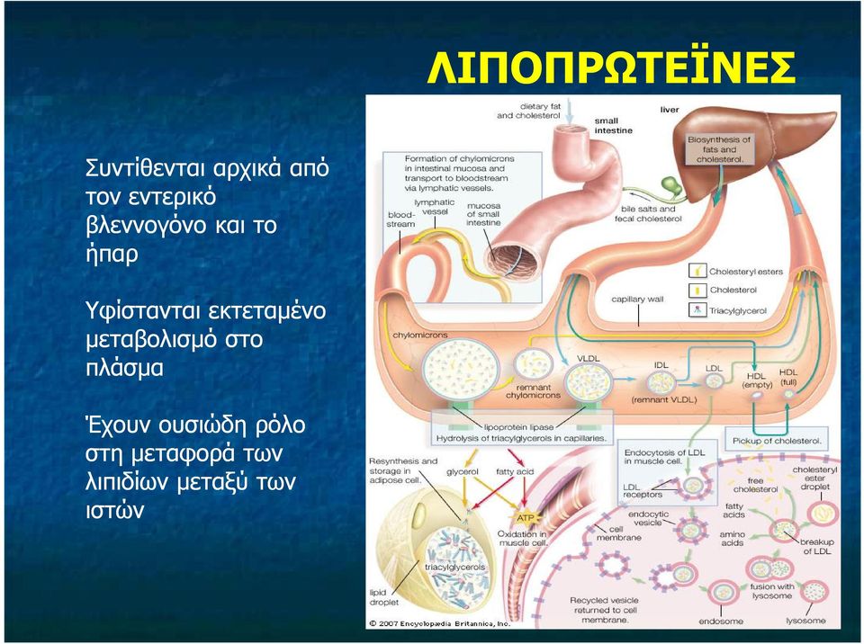 εκτεταμένο μεταβολισμό στο πλάσμα Έχουν