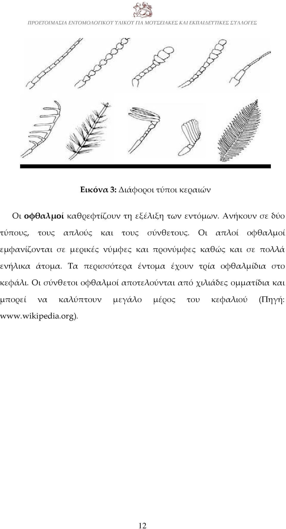 Οι απλοί οφθαλμοί εμφανίζονται σε μερικές νύμφες και προνύμφες καθώς και σε πολλά ενήλικα άτομα.