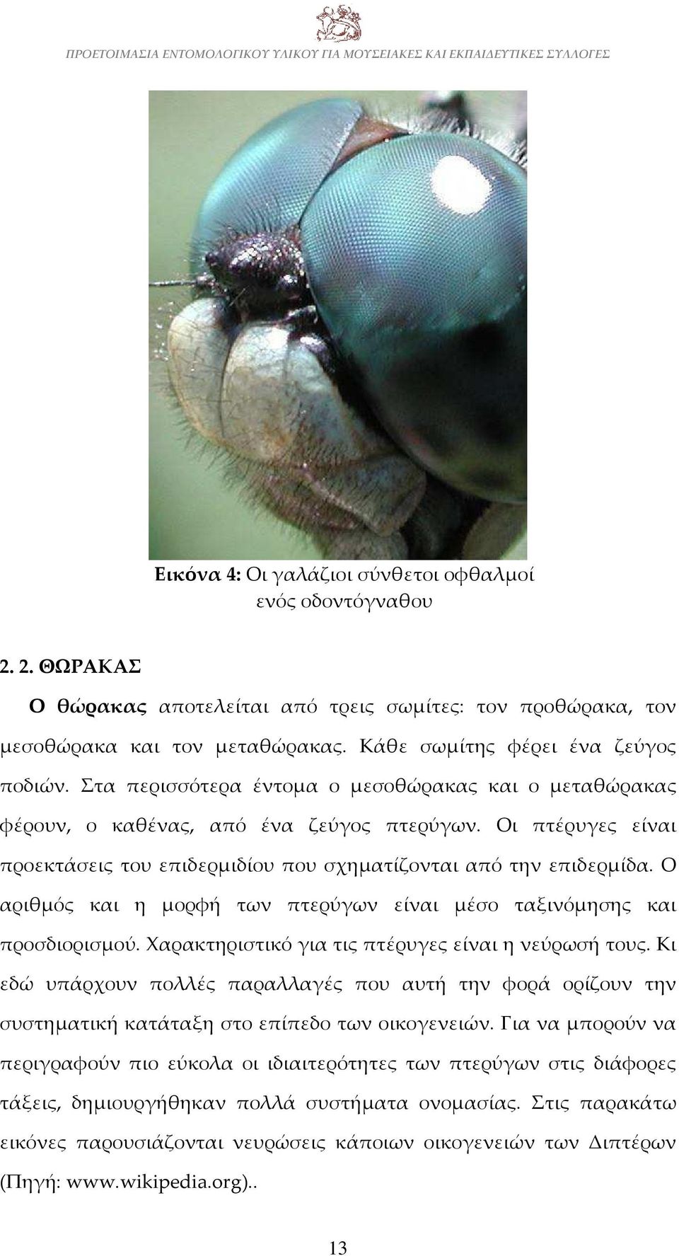 Οι πτέρυγες είναι προεκτάσεις του επιδερμιδίου που σχηματίζονται από την επιδερμίδα. Ο αριθμός και η μορφή των πτερύγων είναι μέσο ταξινόμησης και προσδιορισμού.