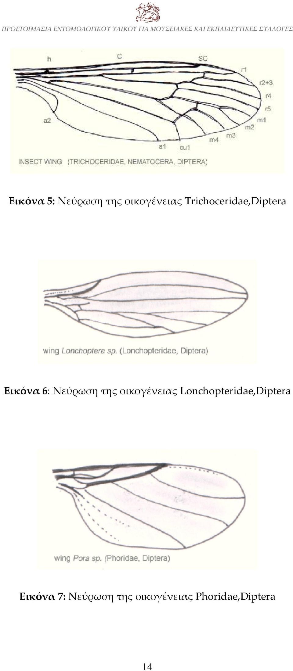 της οικογένειας Lonchopteridae,Diptera