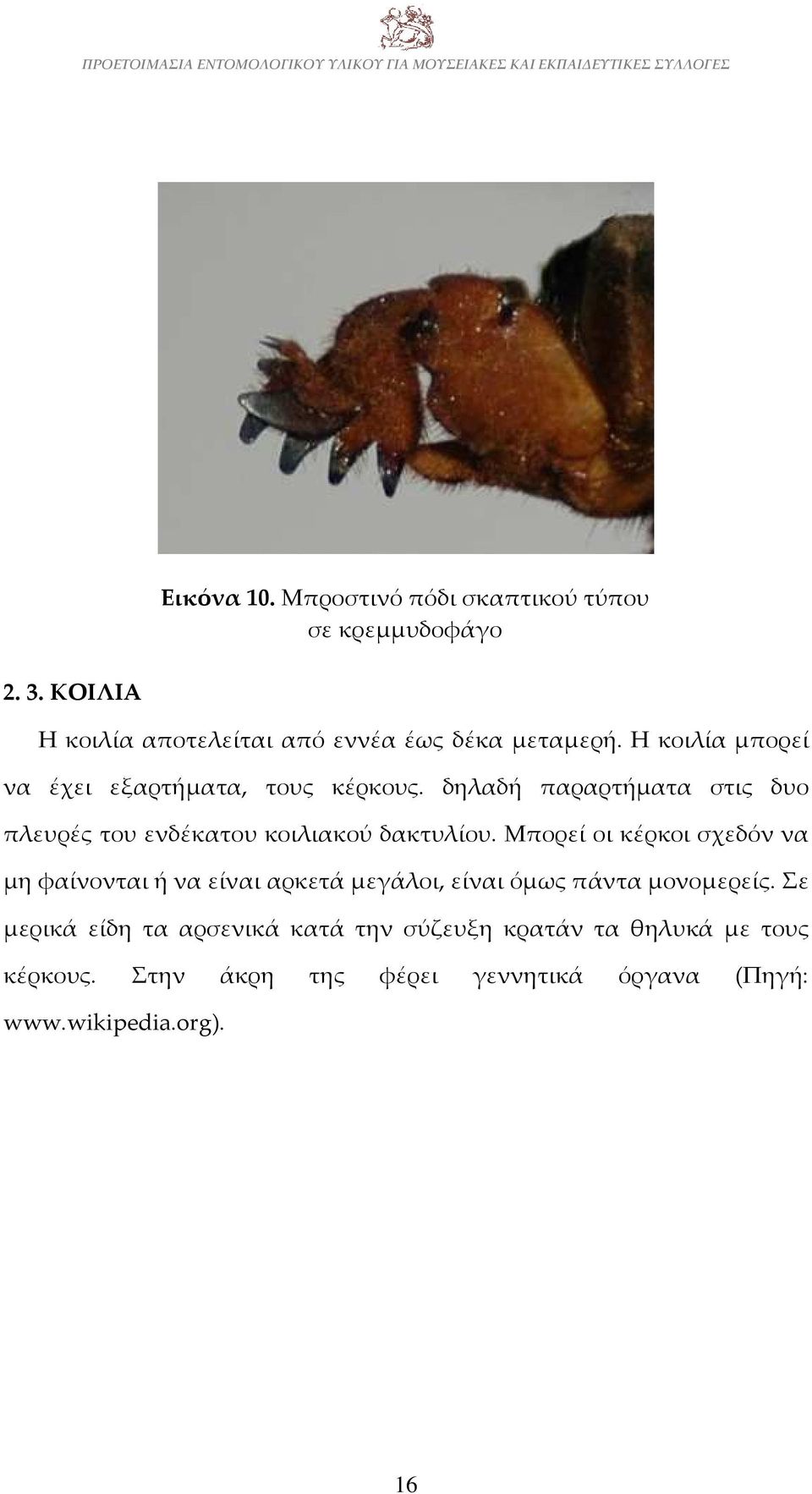 Μπορεί οι κέρκοι σχεδόν να μη φαίνονται ή να είναι αρκετά μεγάλοι, είναι όμως πάντα μονομερείς.